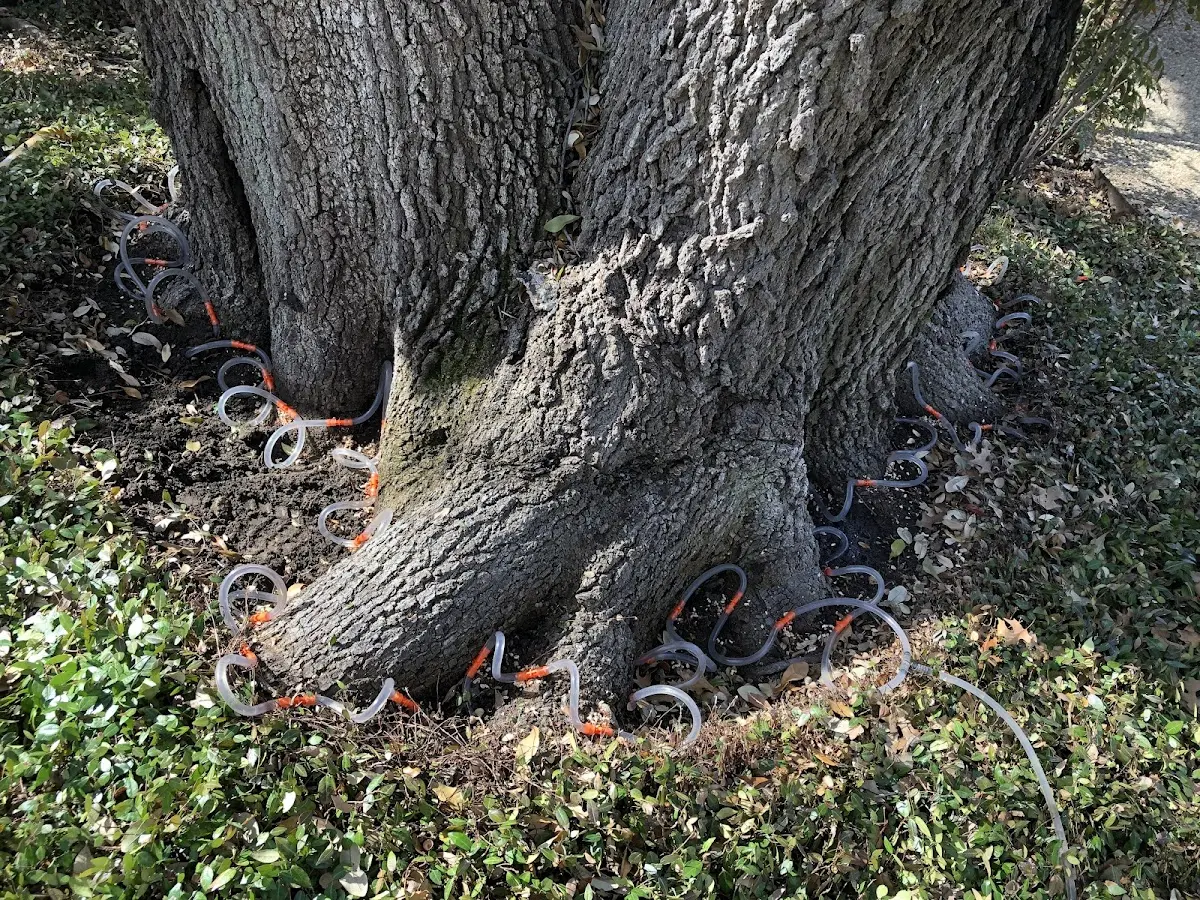 Detailed Tree Cabling and Bracing job site in Oregonia