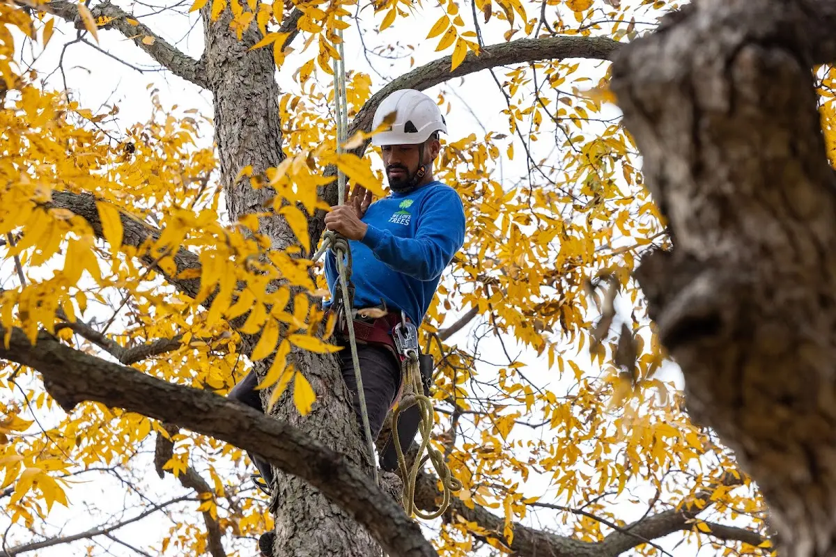 Skilled Tree Pruning crew working in Oregonia